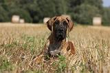 DOGUE ALLEMAND 301